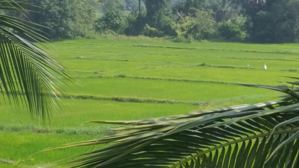 Serene View Tourist Rest Anuradhapura Exterior foto