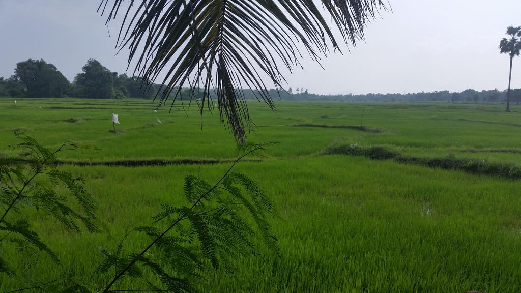 Serene View Tourist Rest Anuradhapura Exterior foto