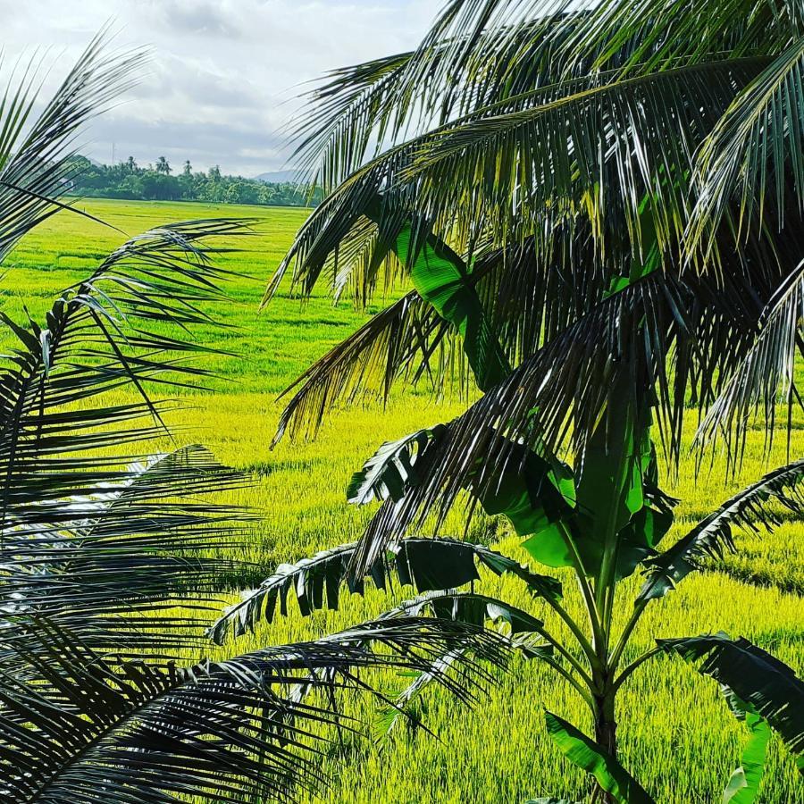 Serene View Tourist Rest Anuradhapura Exterior foto